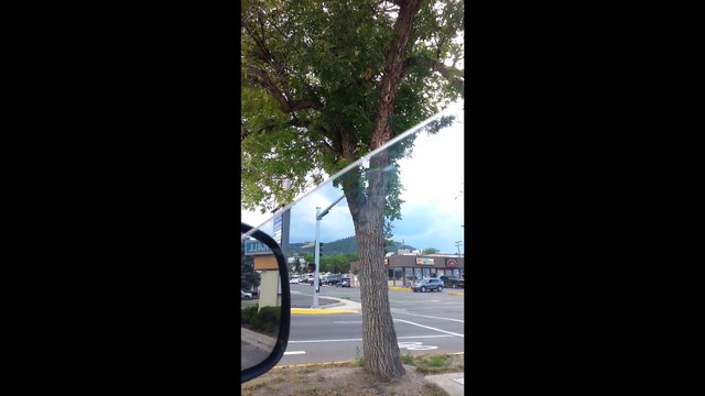 Cette maman écureuil vient sauver son petit coincé dans un arbre.. Génial!