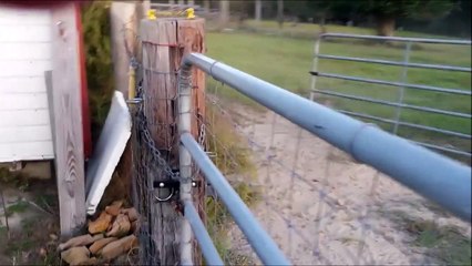 Cet ane rapplique à fond des qu'il entend son maitre! Dingue