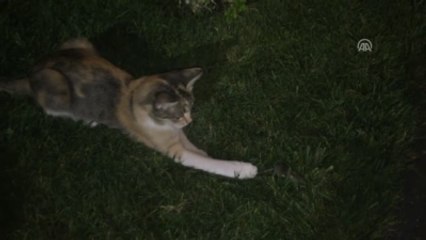 Kedinin Fareyle Oyunu