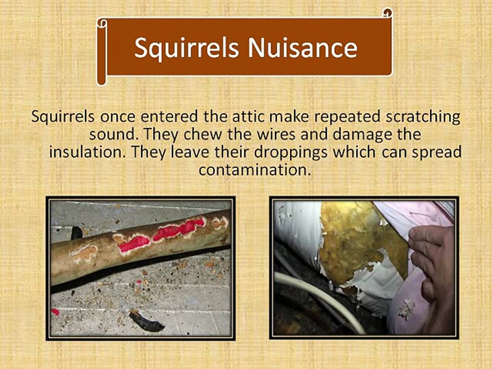 Squirrels in Attic Removal