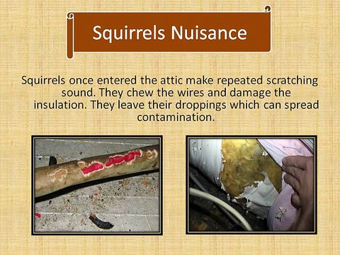 Squirrels in Attic Removal