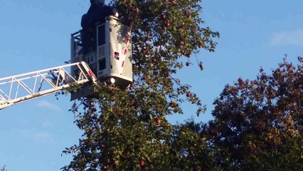 frelons asiatiques Saint-Hilaire