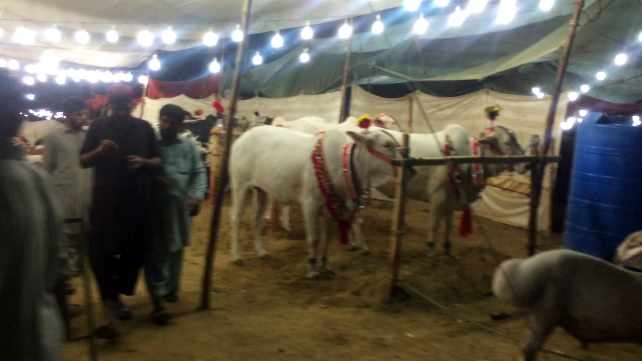 Karachi Mandi 2k16 Part1