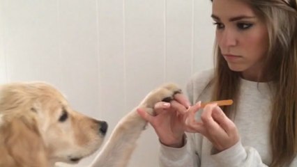 Un chien veut se faire limer les ongles