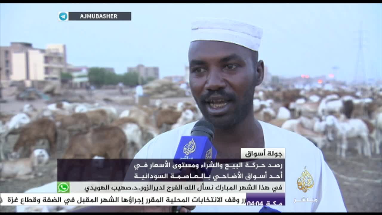 الماشية في الخرطوم.. مستوى الأسعار وحركة البيع والشرء