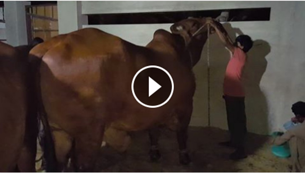Bull Drinking Milk  Masha'Allah