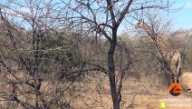 Une girafe essaye désespérément de sauver son bébé attaqué par des lions