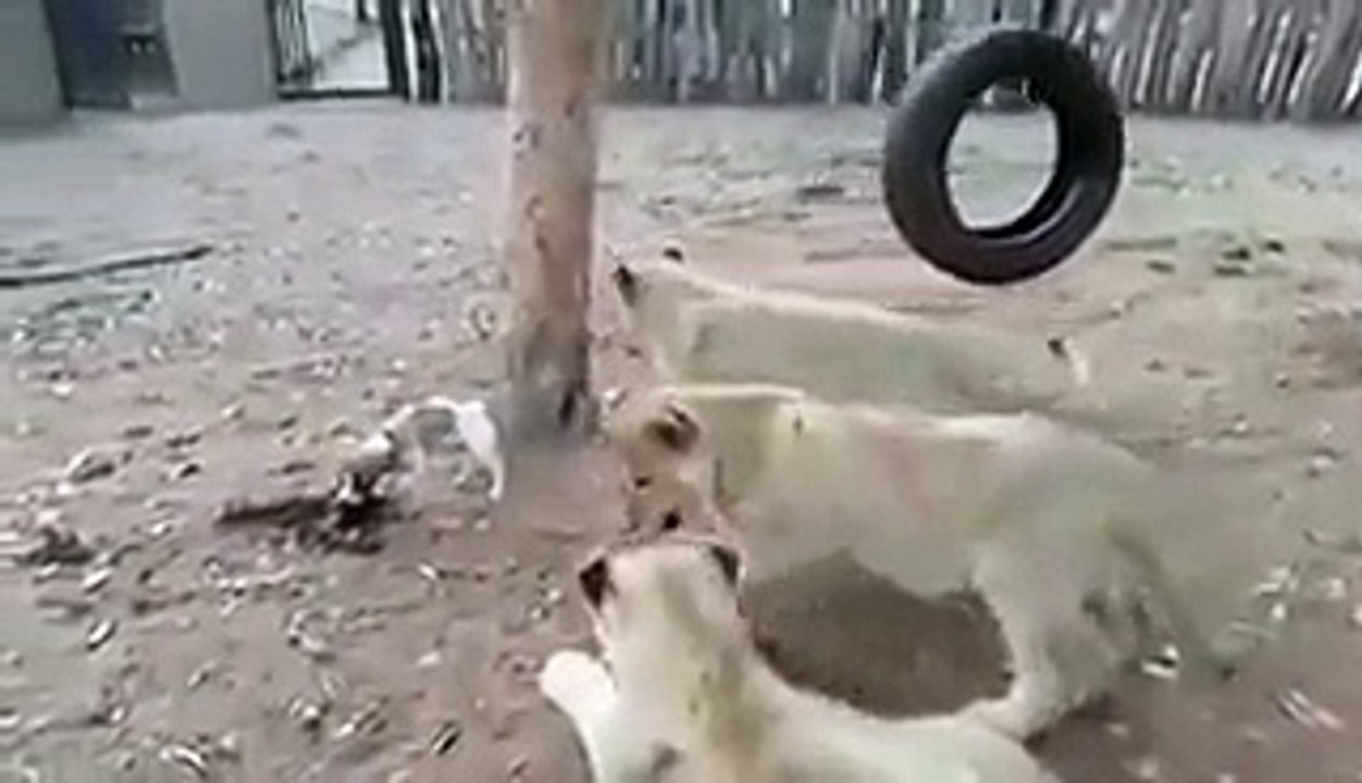 Un petit chien se retrouve dans l’enclos de trois lionceaux