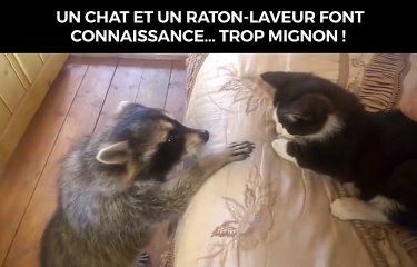 Magnifique première rencontre entre un raton laveur et un chat