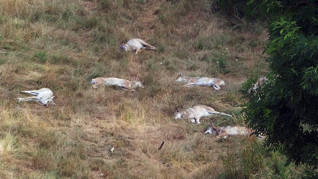 Les loups du Gévaudan