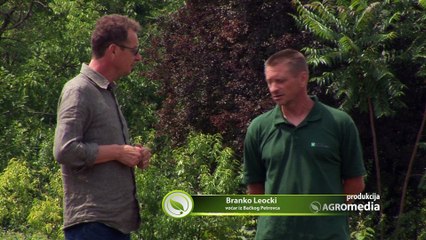 Sve što niste znali o malini sorte polana