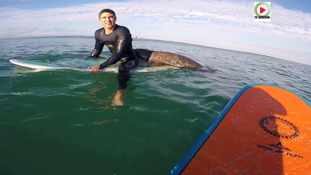 Brittany | Seal surprises Surfers in Plouharnel | Quiberon 24 Television