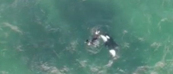 Un homme décide de quitter son kayak pour nager avec une orque