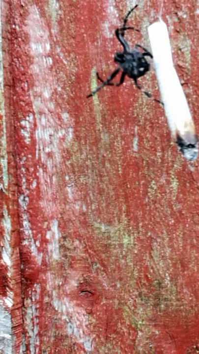 Spider Spins a Joint