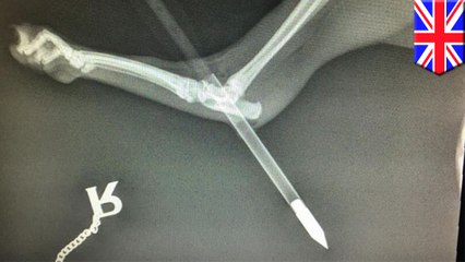 Crossbow attack on cat: Pet shot with arrow narrowly survives - TomoNews