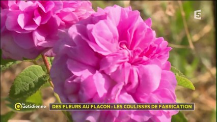 Des fleurs au flacon : les coulisses de fabrication