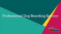 Professional Dog Boarding Service in Merseyside