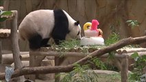 دب الباندا يخرج من قائمة الحيوانات المهددة بالانقراض