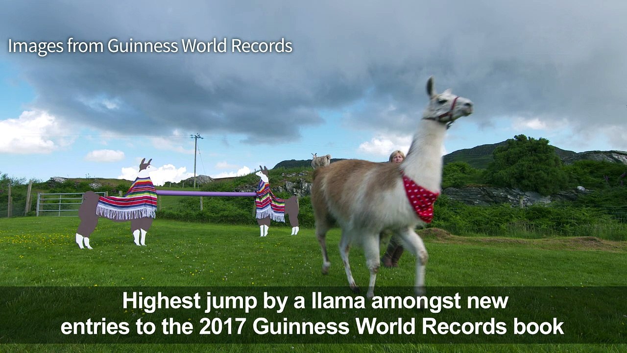 High-jumping llama and mega cat set new world records