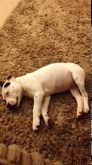 Small Dog scared by fart