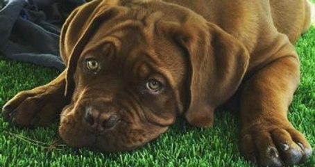 Messi'nin Köpeği, 9 Ayda Devasa Boyuta Ulaştı