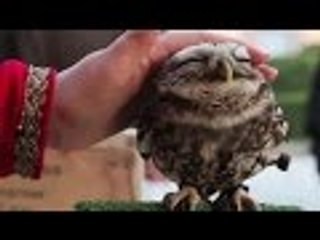 Funniest Animal Pics  2016 - 2017