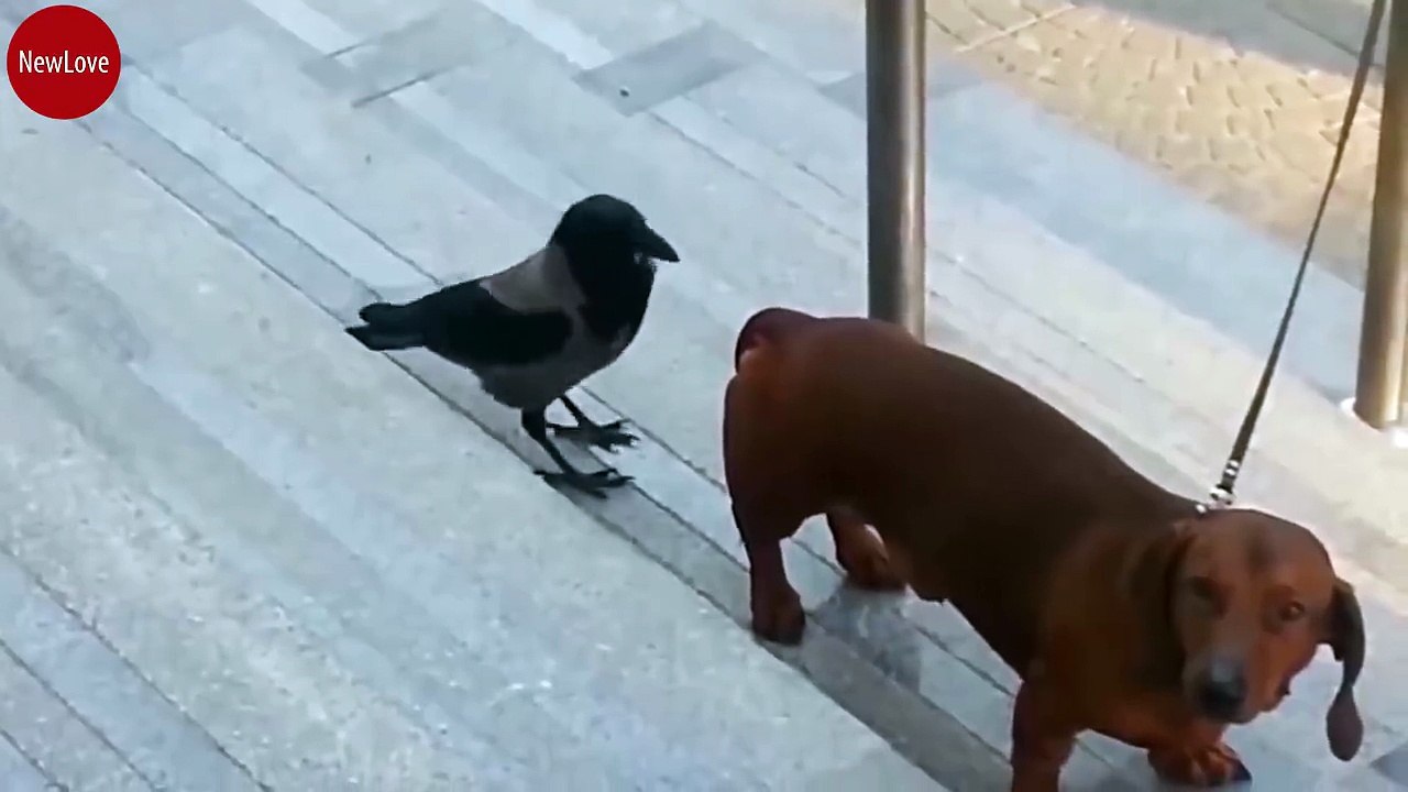 This dog is really pissed