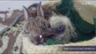 Baby Rabbit, Pigeon Form Unlikely Friendship