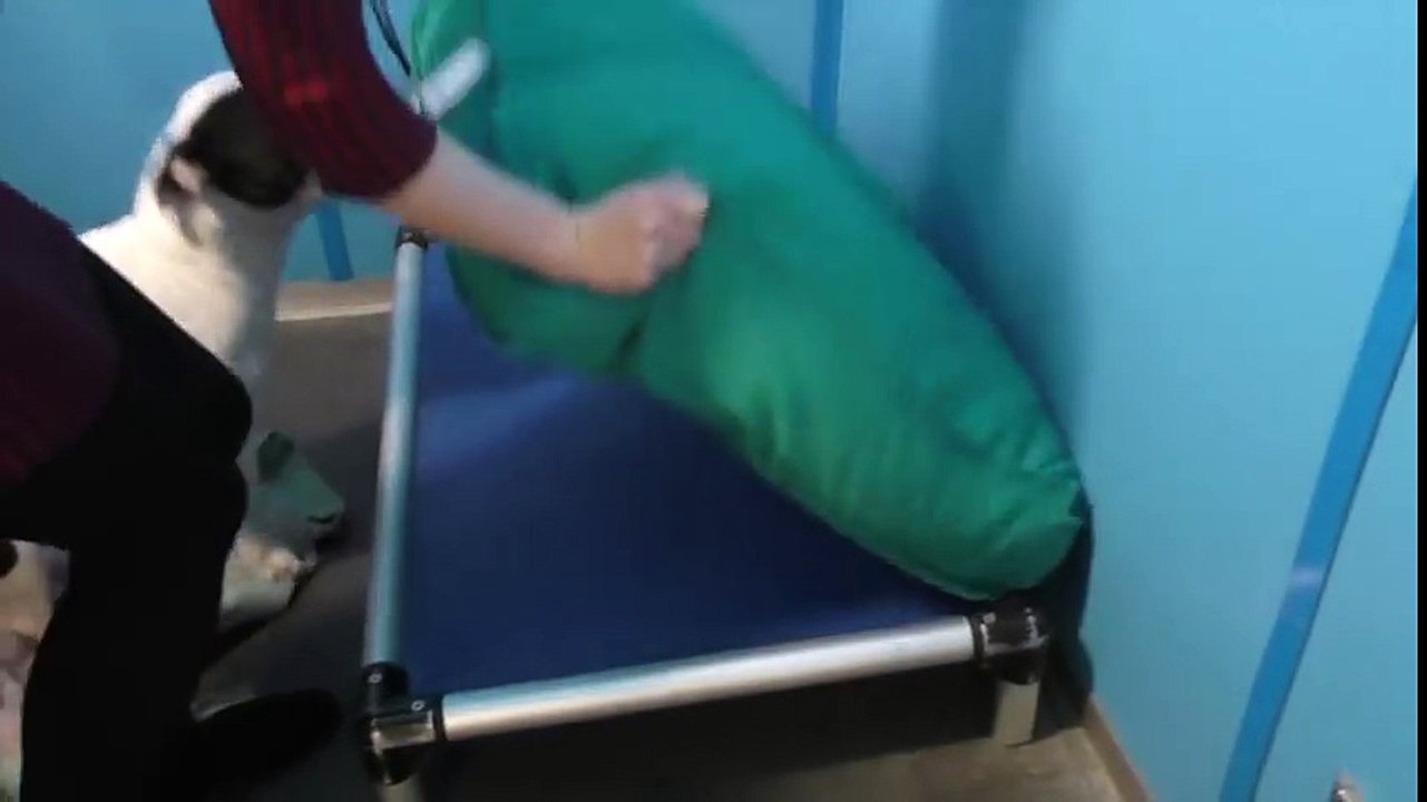 Des chiens et chats abandonnés découvrent leurs nouveaux lits! Adorable