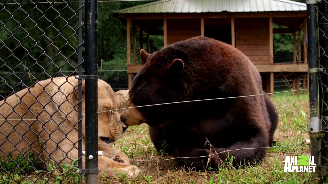 Trio inséparable : un lion, un tigre et un ours !