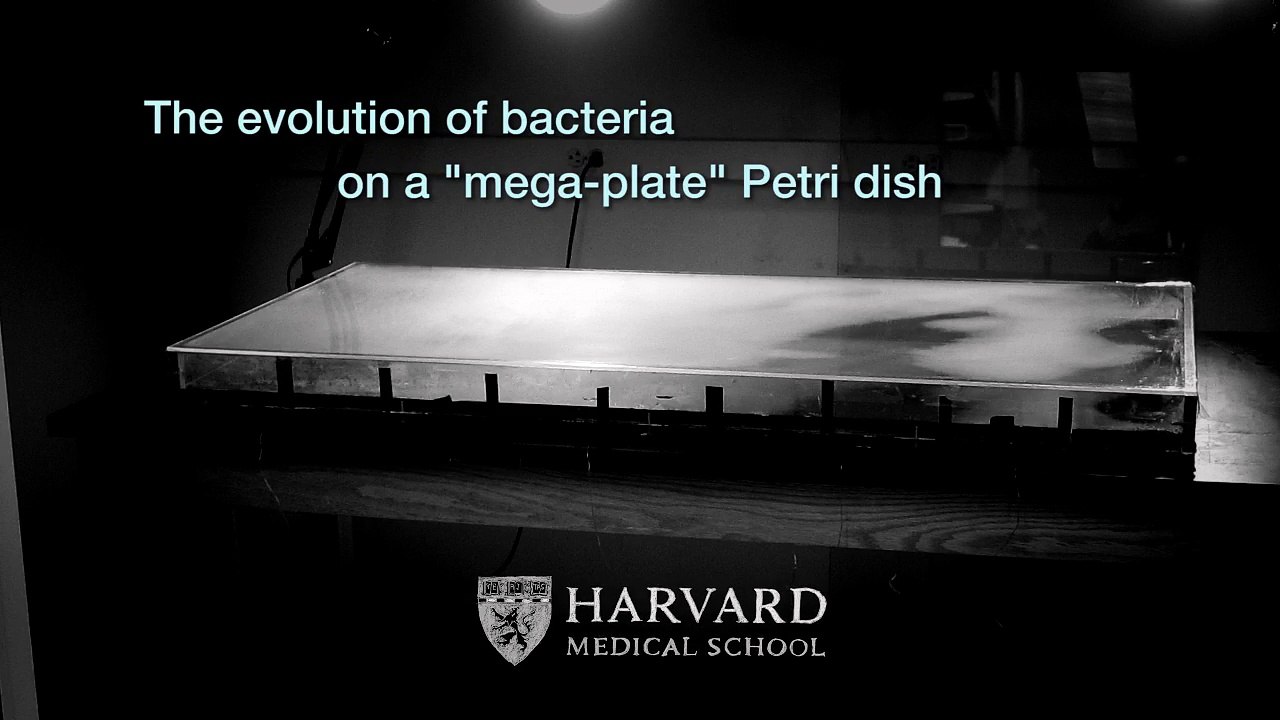 Así evolucionan las bacterias para enfrentarse a los antibióticos