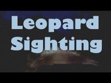 Nyika National Park: Leopard Sighting - Malawi, Africa