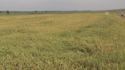 Türkiye'nin Çeltik Ambarında Hasat Başladı