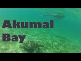 Swimming with Sea Turtles in Akumal Bay - Riviera Maya, Mexico