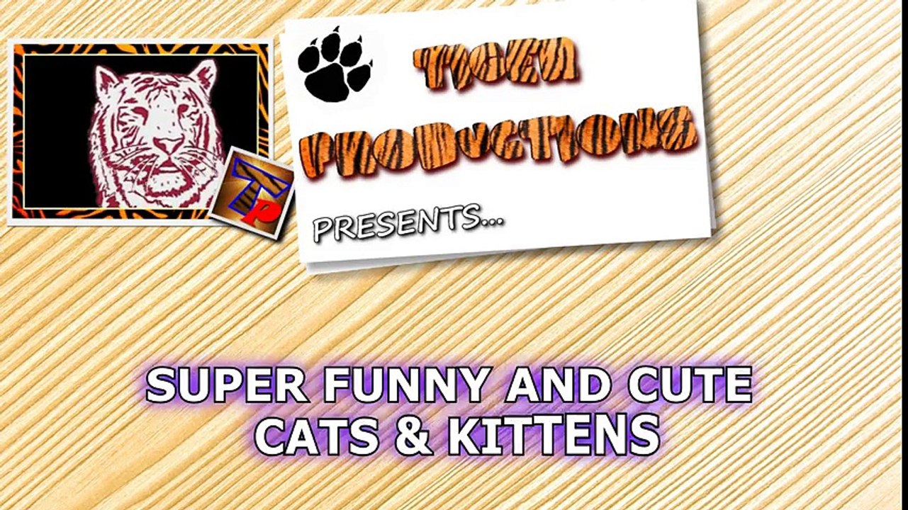 Cats are super funny creatures that make us laugh - Funny cat & kitten compilation