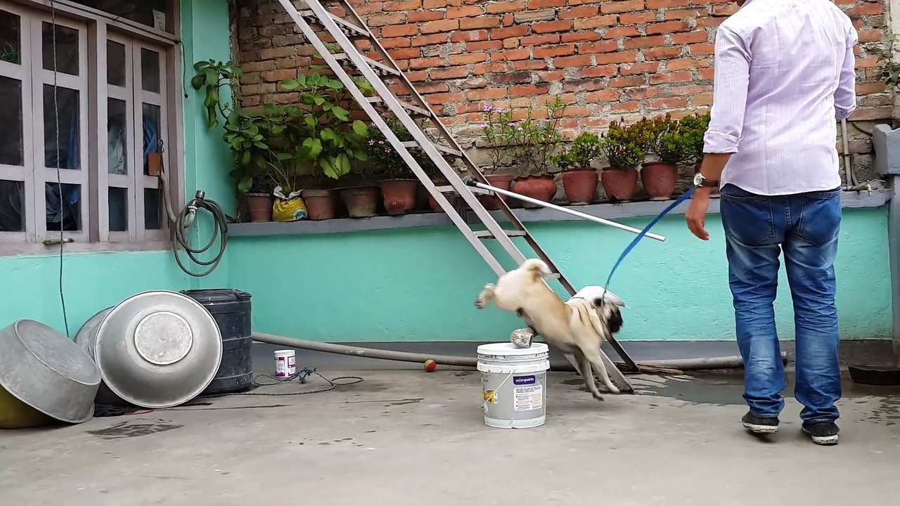 complete pug training