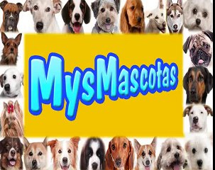 Consejos para hacer feliz a tu Pug