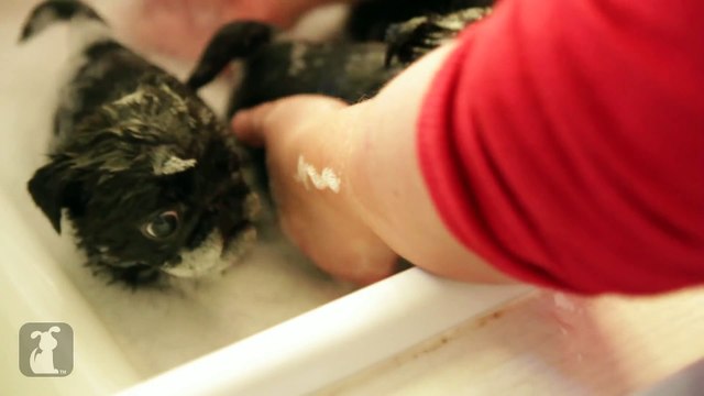 80 Seconds Of Precious Pug Puppies In A Tub