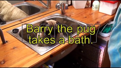 Barry The Pug In The Tub.