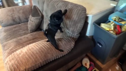 Batman Pug puppy screaming for dinner