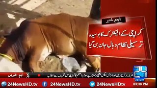 24 Report: Animals died due to electronic rotten system of k Electric