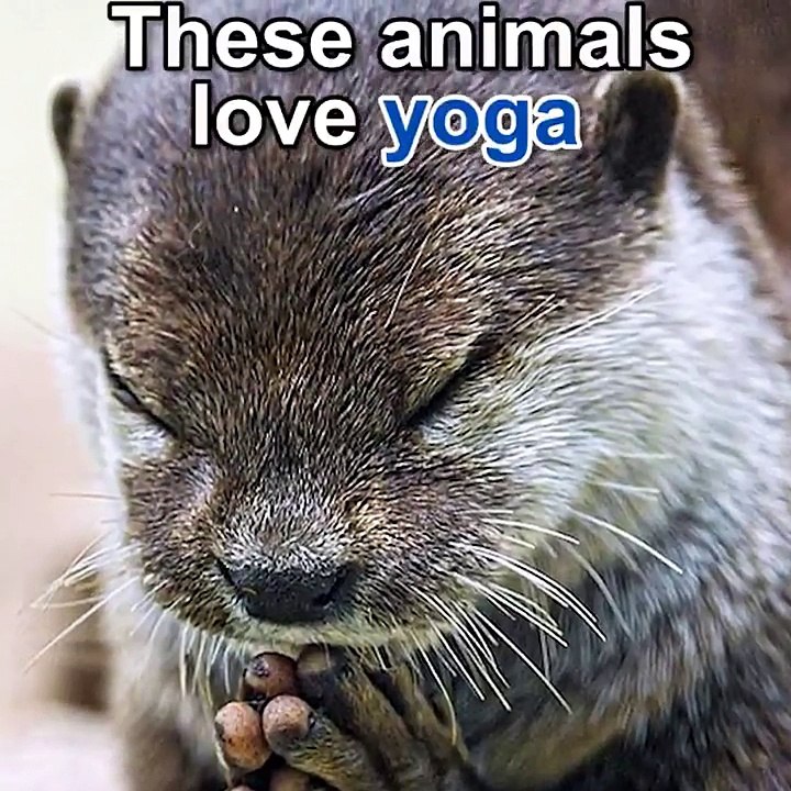 Animals doing yoga