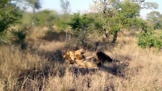 Predator Attacks Animal - Male Lions Fighting to die - Wild Animals Attack
