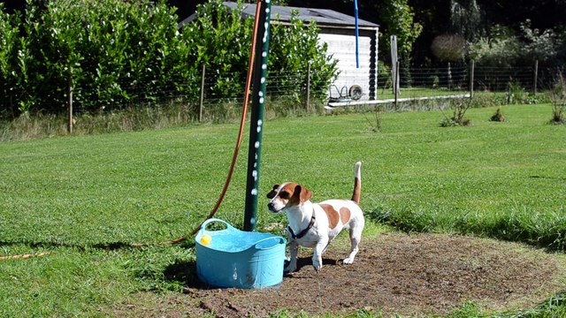 Le chien Bella joue avec son tuyau d'arrosage à Marchin