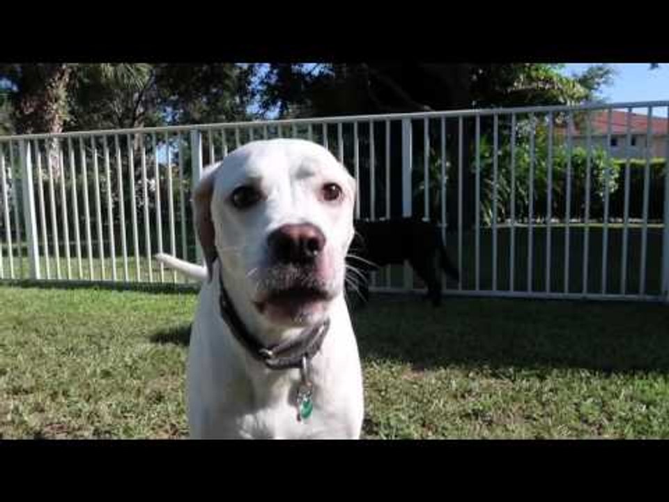 Cute Toddler Looks After His Playful Dogs