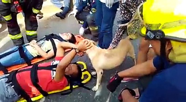 Cão de raça labrador fica desesperado ao ver o seu dono ferido.