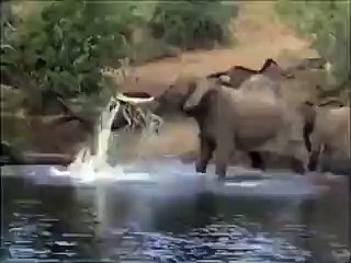 Incredible! Snake & Elephant