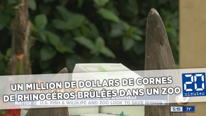 Un million de dollars de cornes de rhinocéros brûlées au zoo de San Diego