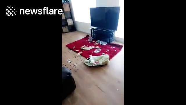 Dog sits on sofa like a human while being told off for destroying things