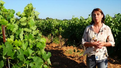 Aux portes du Verdon - Haute Provence